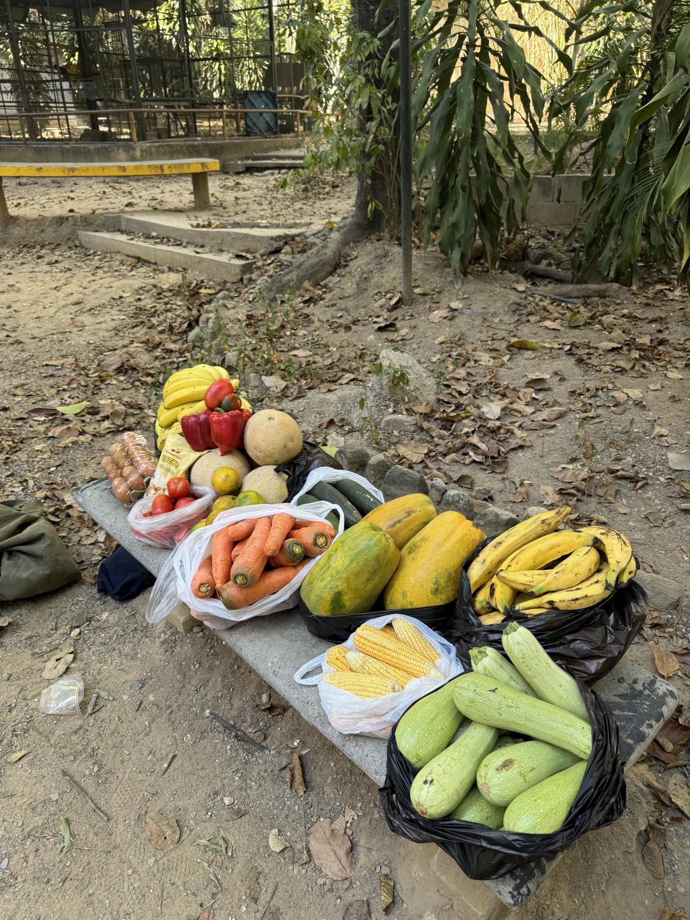 Nutritious fruits for monkeys